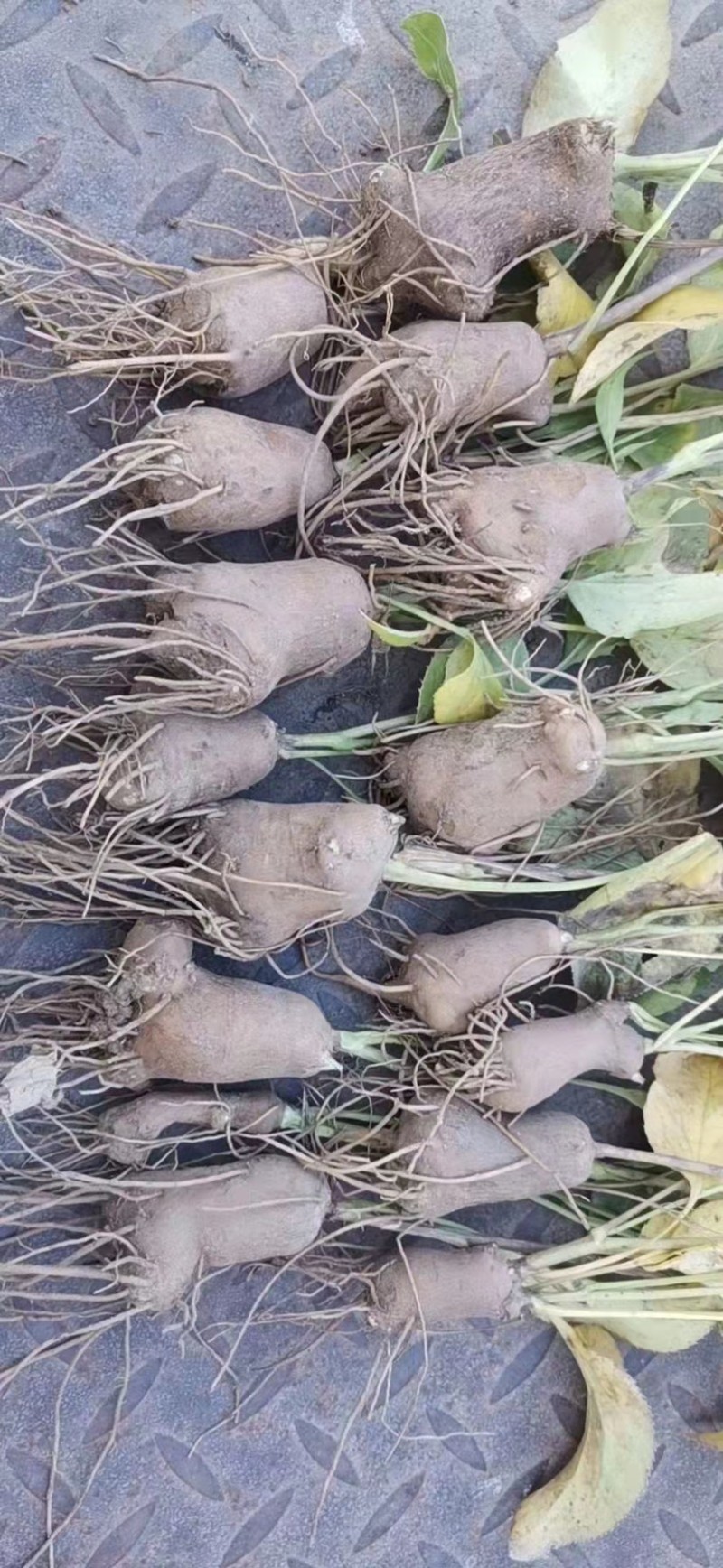苍术苗朱砂点苍术北苍术免费技术指导基地直销