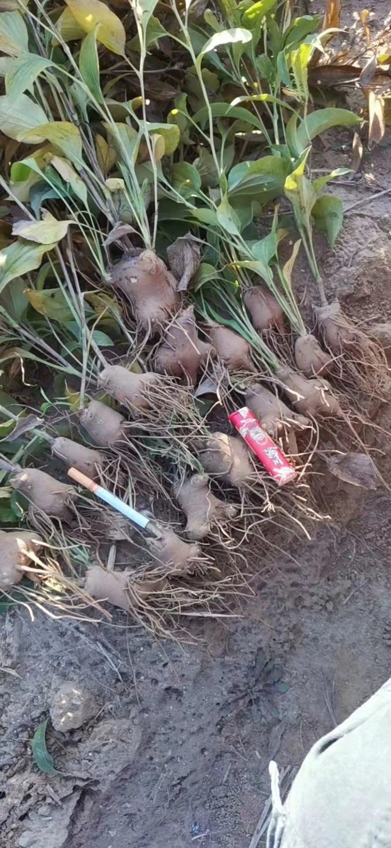 苍术苗朱砂点苍术北苍术免费技术指导基地直销