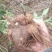 苍术苗朱砂点苍术北苍术免费技术指导基地直销