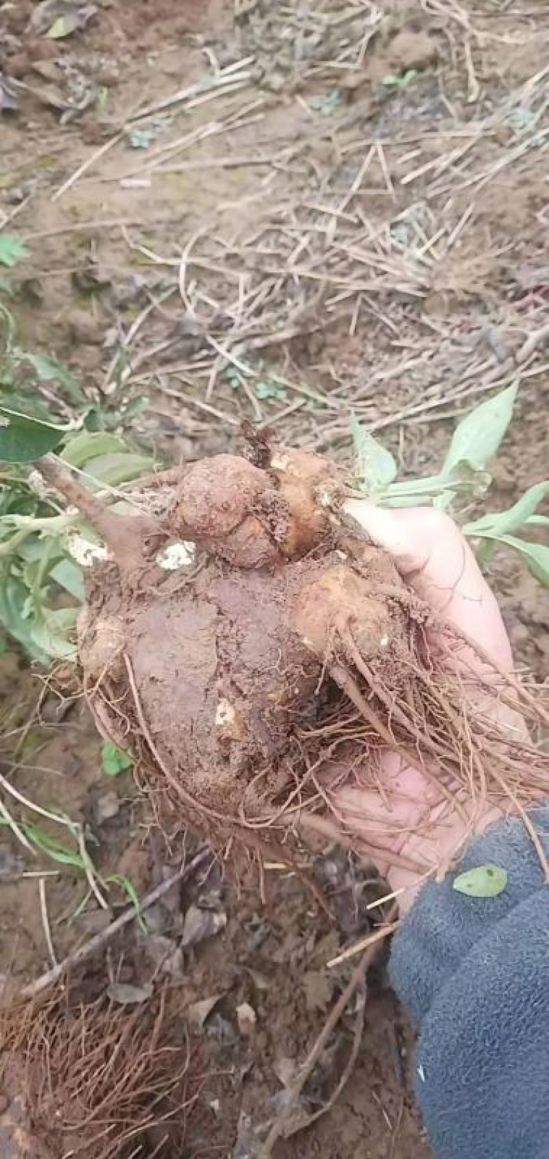 苍术苗朱砂点苍术北苍术免费技术指导基地直销