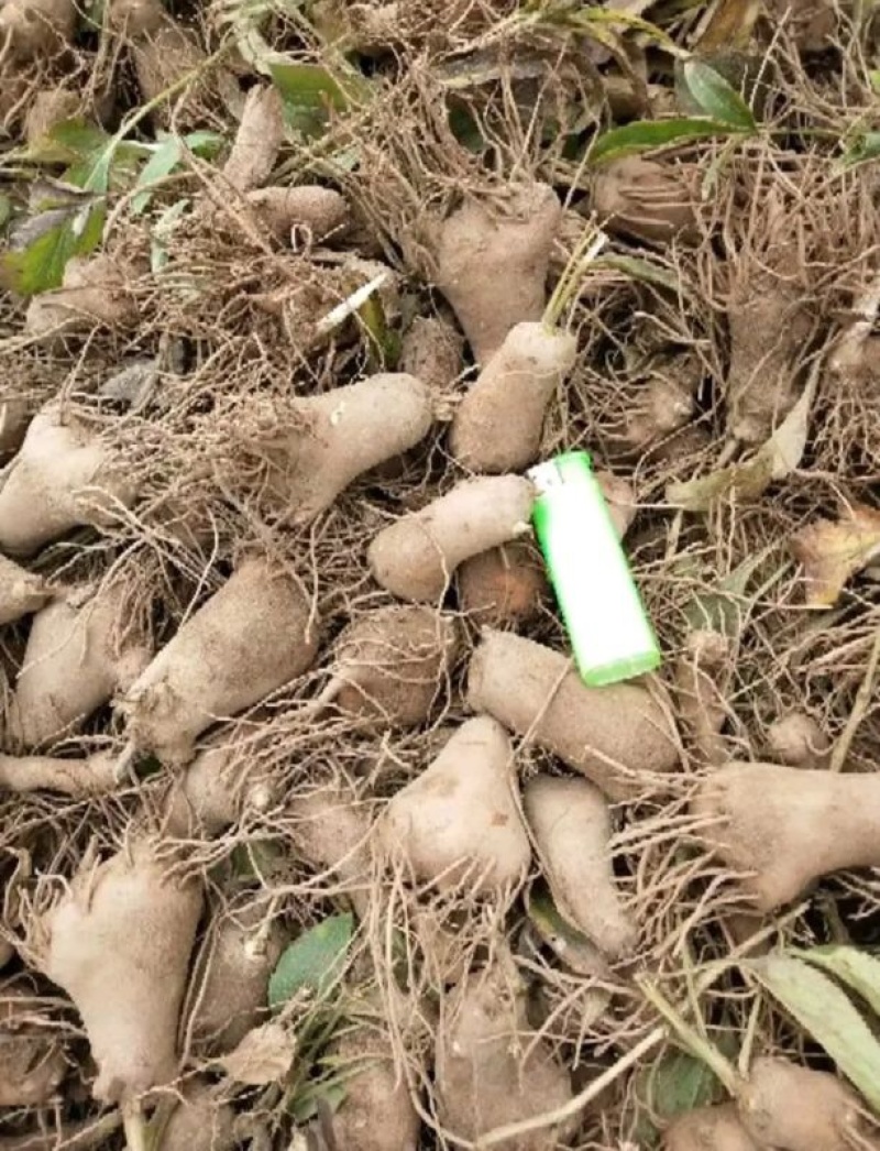 苍术苗朱砂点苍术北苍术免费技术指导基地直销