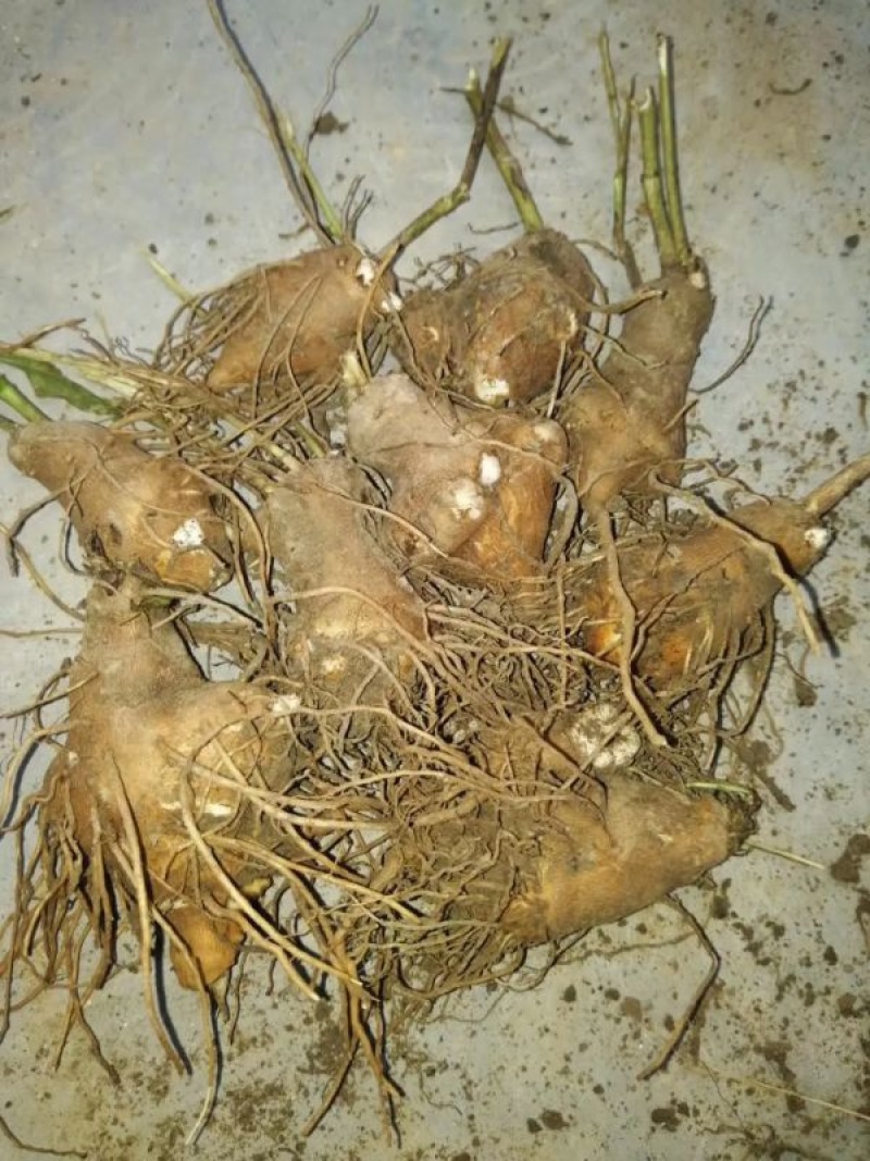苍术苗朱砂点苍术北苍术免费技术指导基地直销