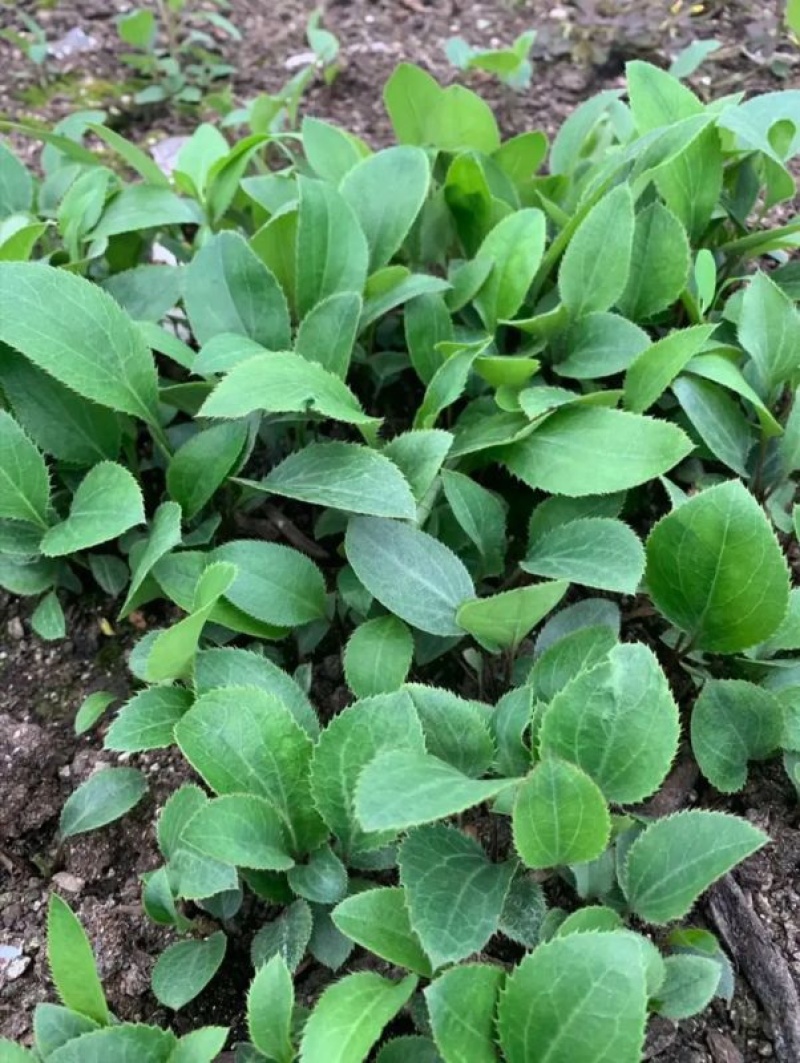 苍术苗朱砂点苍术北苍术免费技术指导基地直销