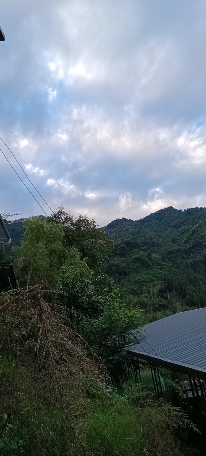 高山原生态藏香猪