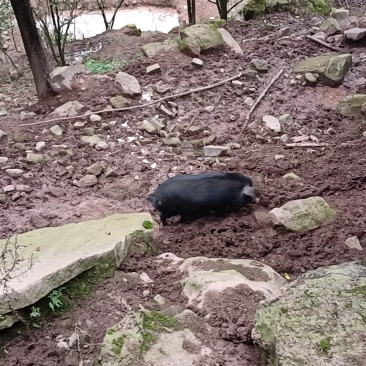 高山原生态藏香猪