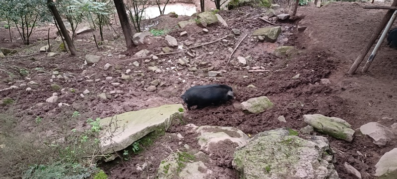 高山原生态藏香猪