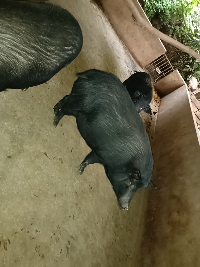 高山原生态藏香猪