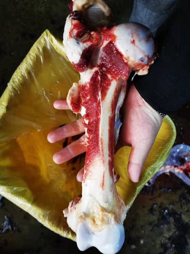 生鲜马肉驴肉，去皮带皮，自家养殖屠宰加工，一手货源！