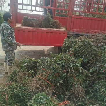月季裸根苗大花月季丰花月季基地直供，价格优质量好绿化工程