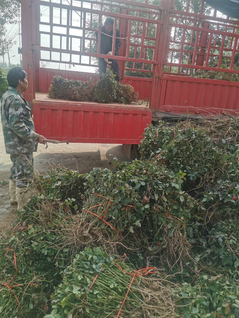 月季裸根苗大花月季丰花月季基地直供，价格优质量好绿化工程