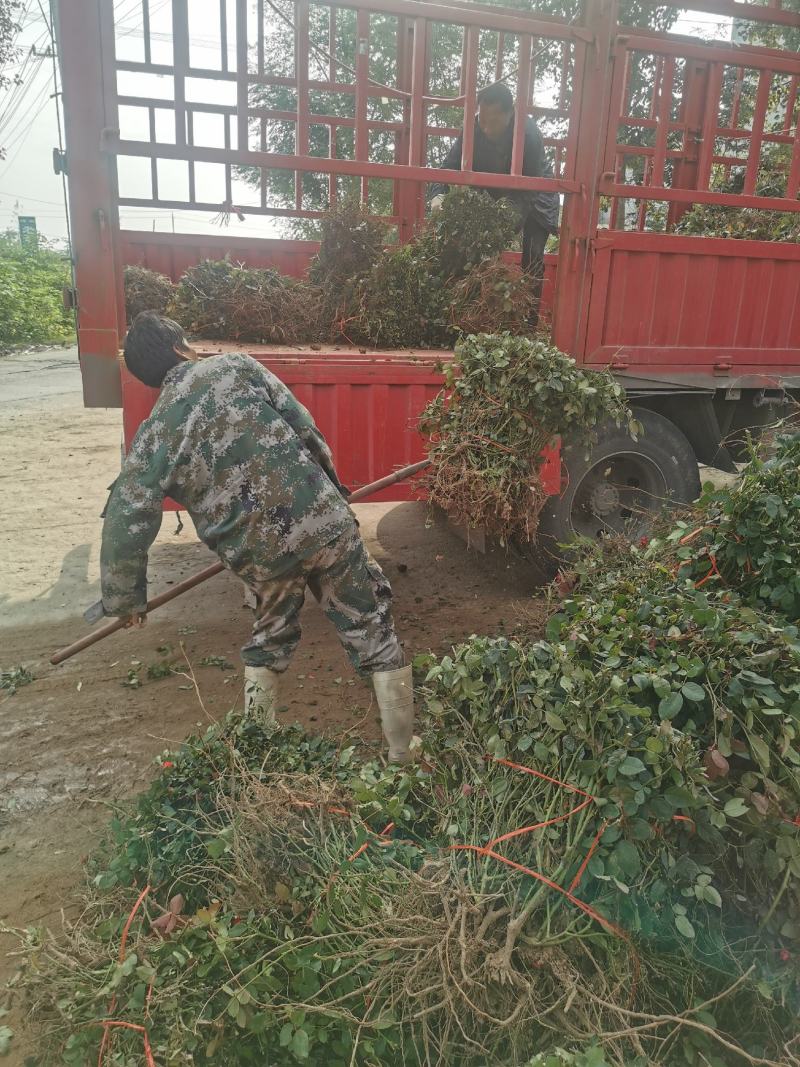 月季裸根苗大花月季丰花月季基地直供，价格优质量好绿化工程