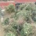 月季裸根苗大花月季丰花月季基地直供，价格优质量好绿化工程