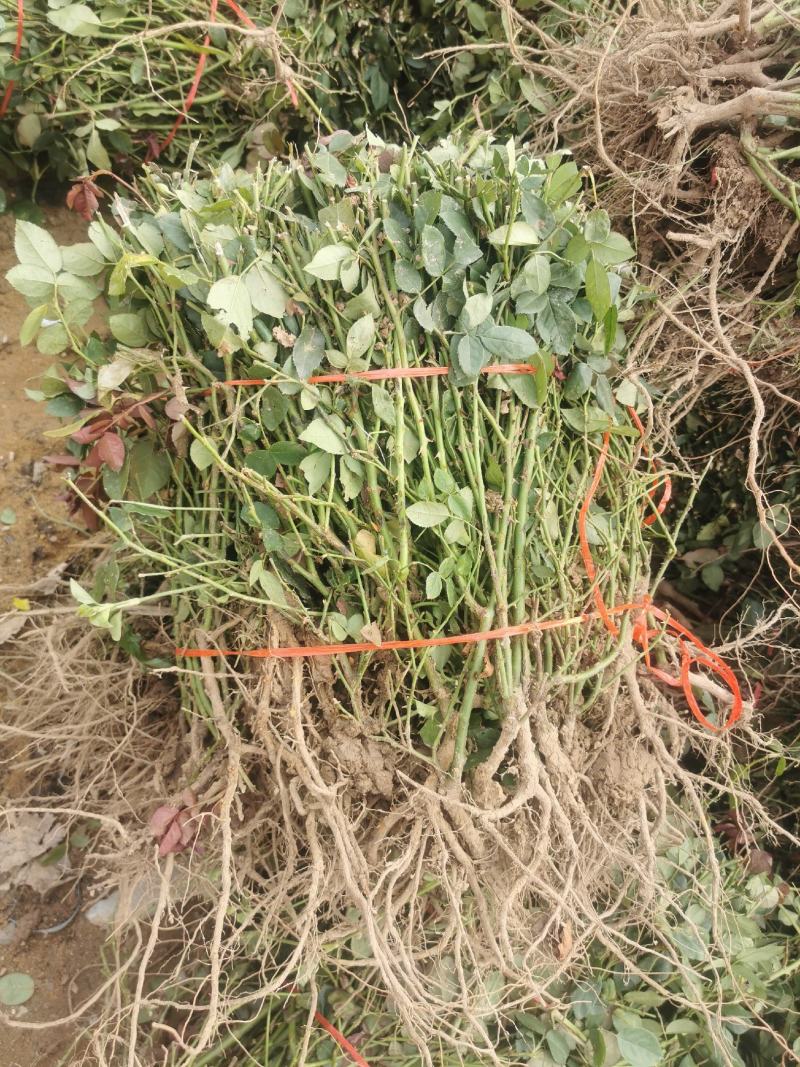 月季裸根苗大花月季丰花月季基地直供，价格优质量好绿化工程