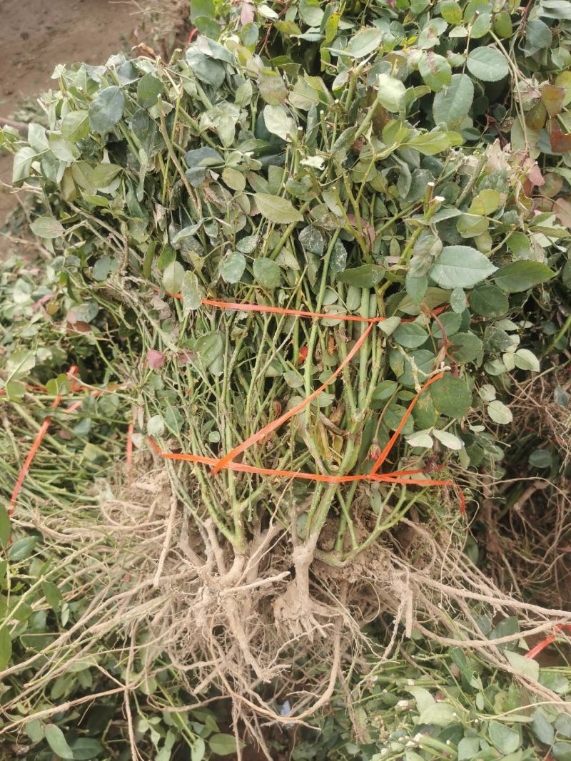 月季裸根苗大花月季丰花月季基地直供，价格优质量好绿化工程