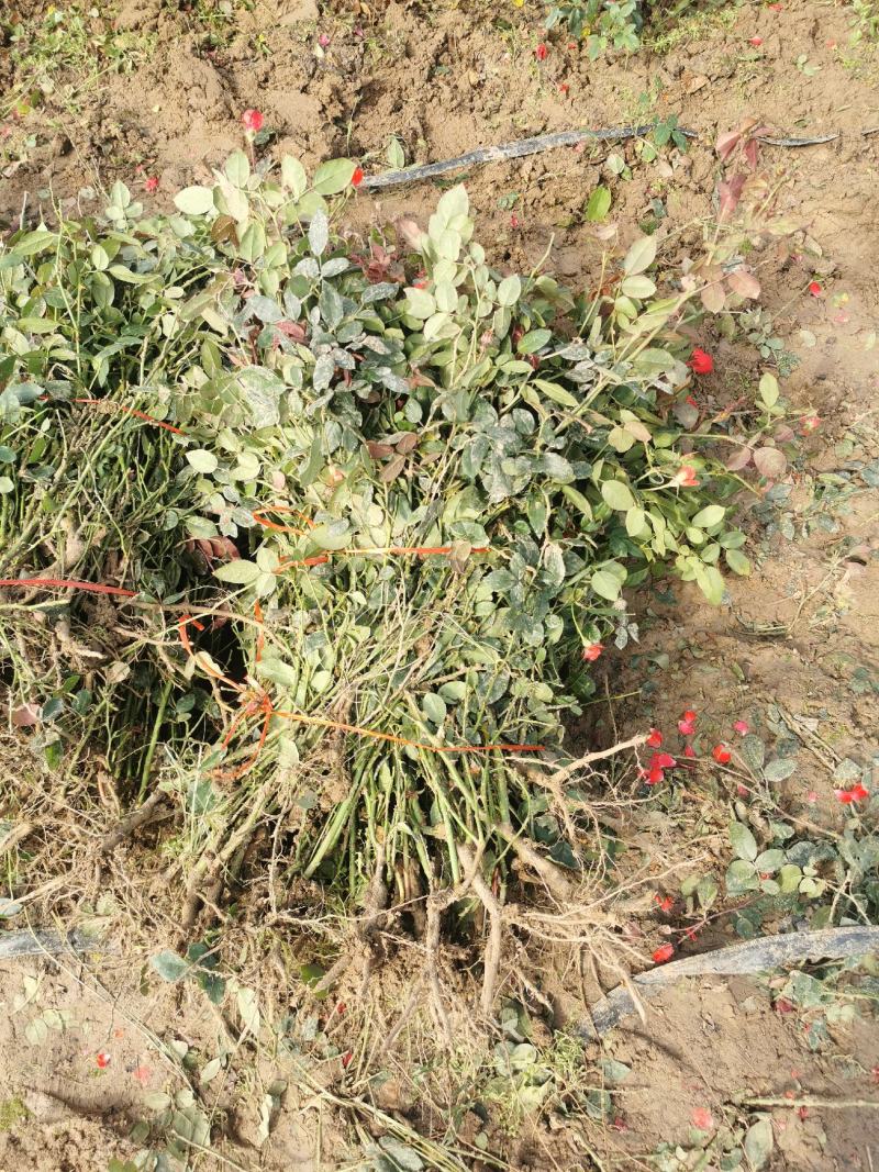 月季裸根苗大花月季丰花月季基地直供，价格优质量好绿化工程