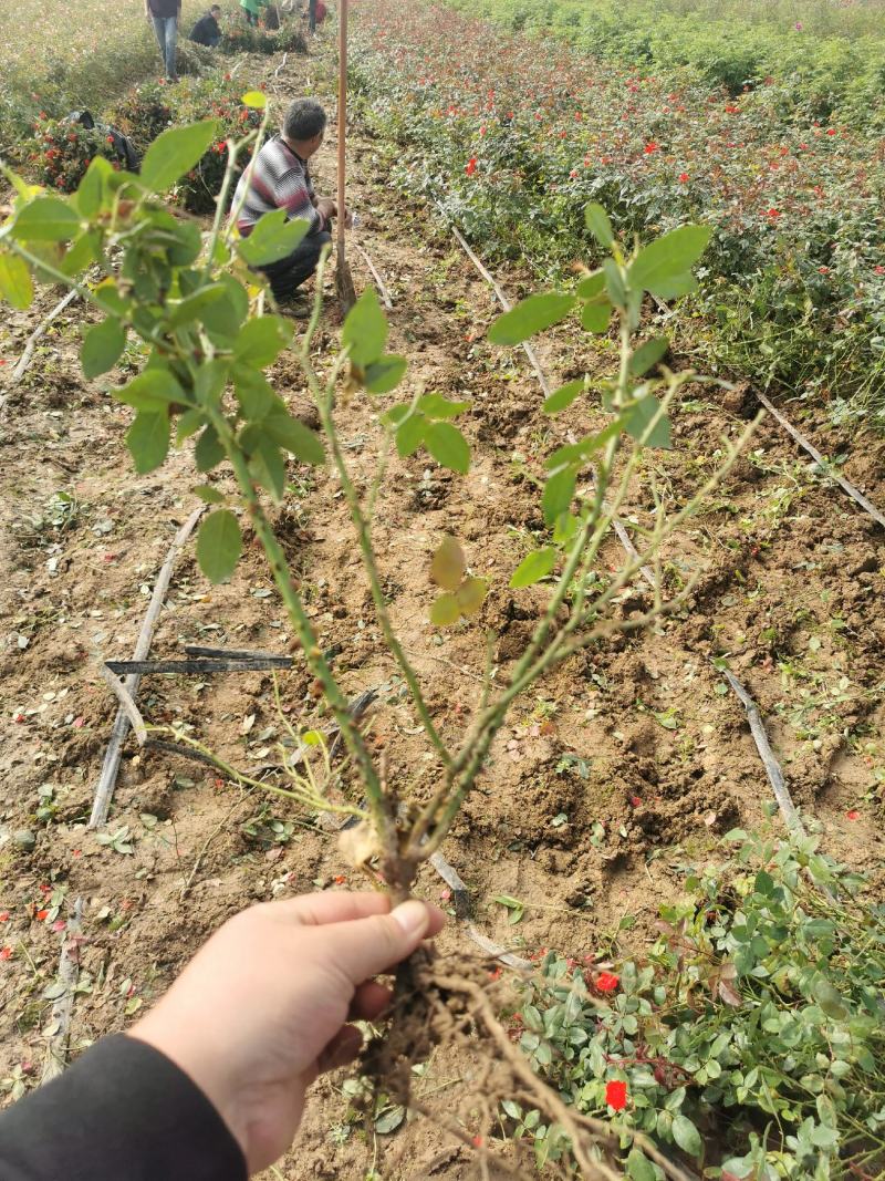 月季裸根苗大花月季丰花月季基地直供，价格优质量好绿化工程