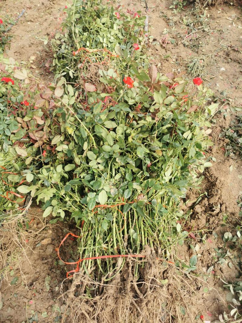 月季裸根苗大花月季丰花月季基地直供，价格优质量好绿化工程