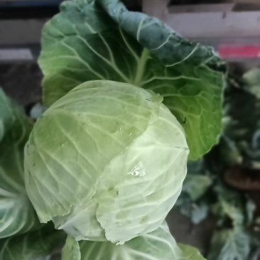 小铁头