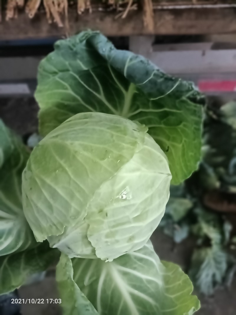 小铁头