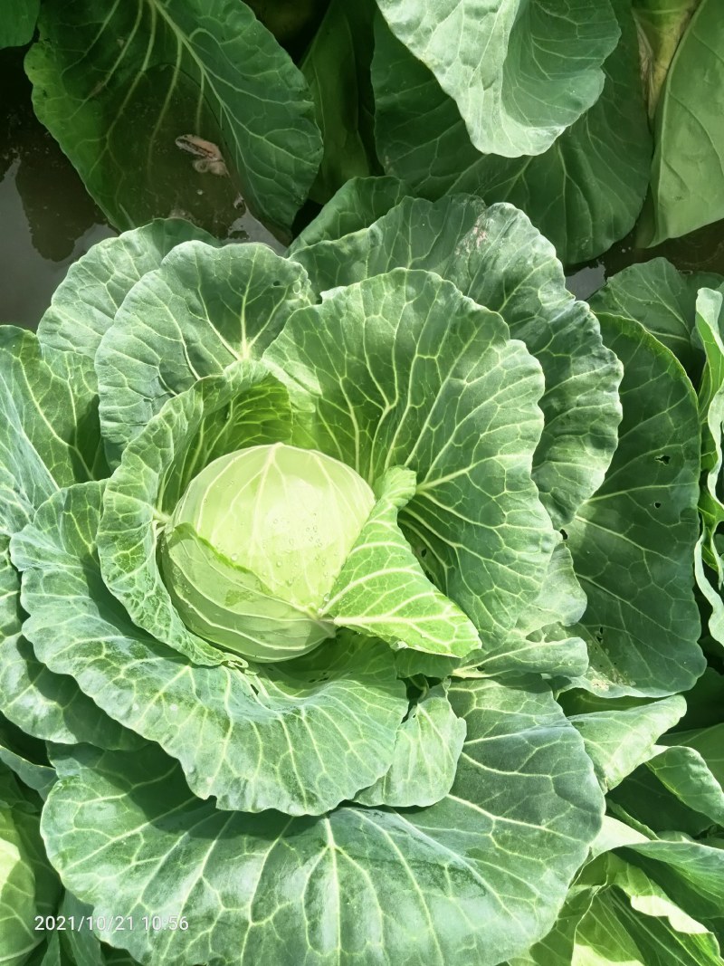 小铁头
