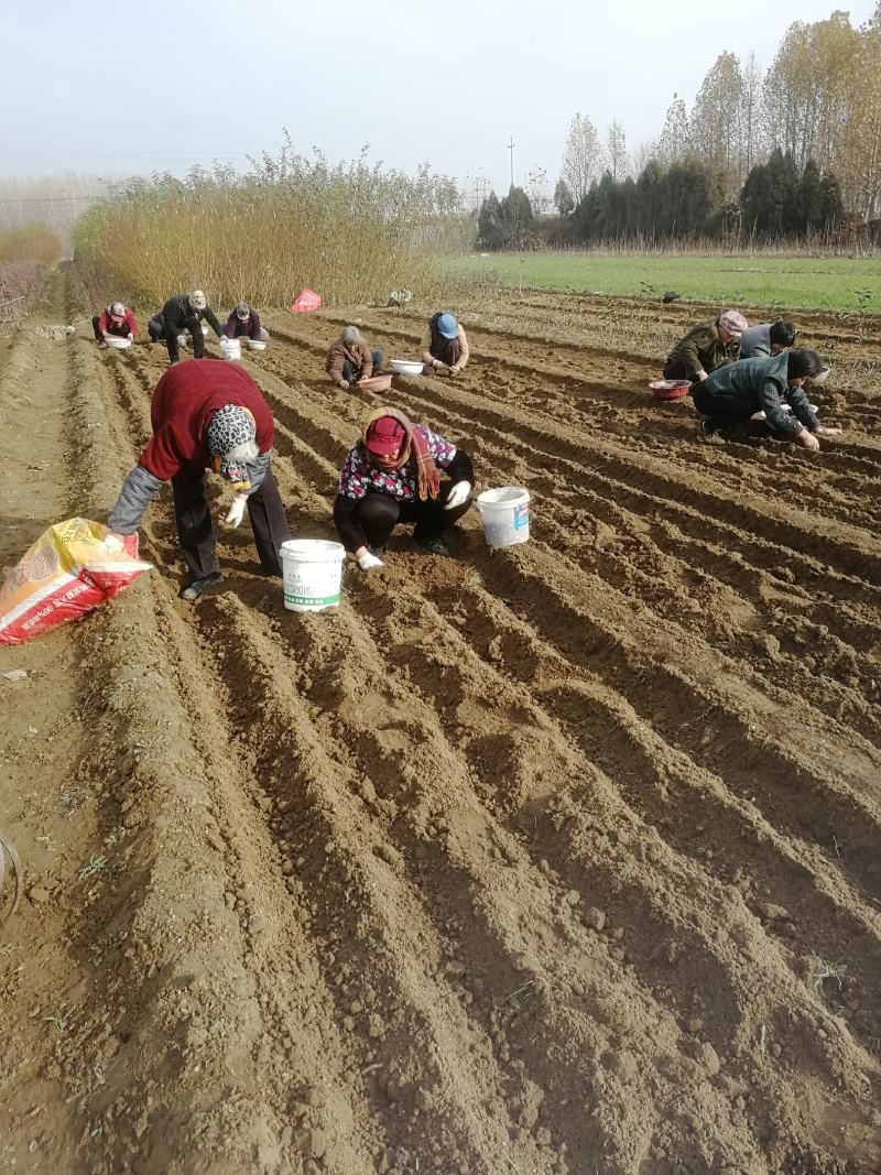 早熟油蟠桃树苗早熟个大耐储存基地发货现挖现发保湿邮寄