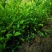 栀子花栀子花苗大叶栀子花苗小叶栀子花苗批发价【包邮】