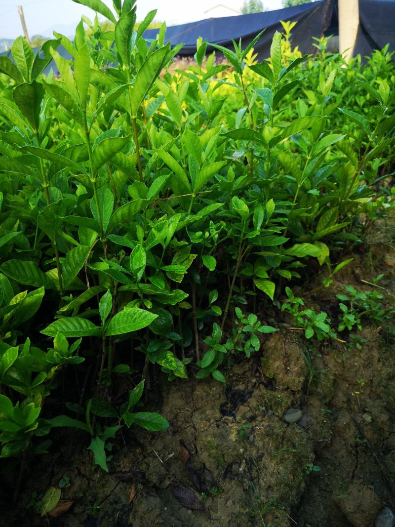 栀子花栀子花苗大叶栀子花苗小叶栀子花苗批发价【包邮】