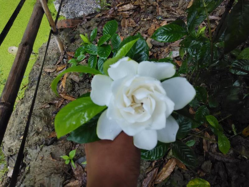 栀子花栀子花苗大叶栀子花苗小叶栀子花苗批发价【包邮】