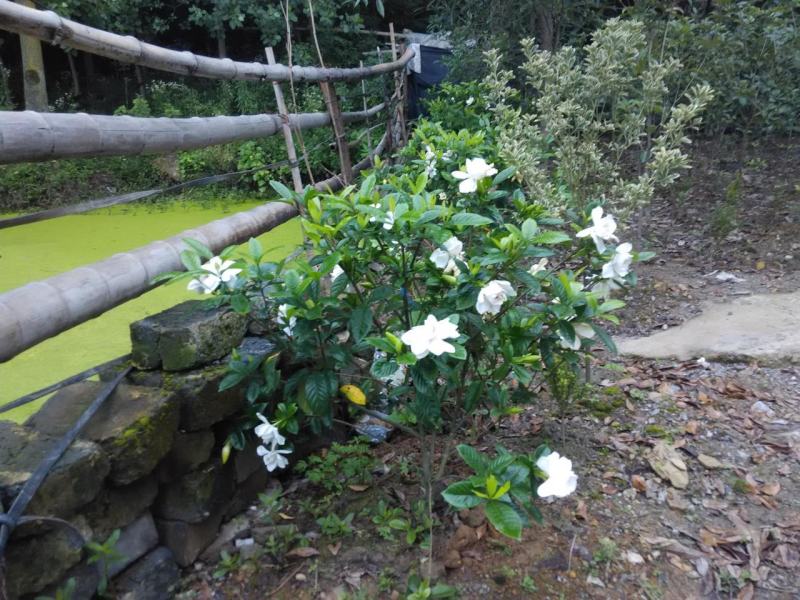栀子花栀子花苗大叶栀子花苗小叶栀子花苗批发价【包邮】