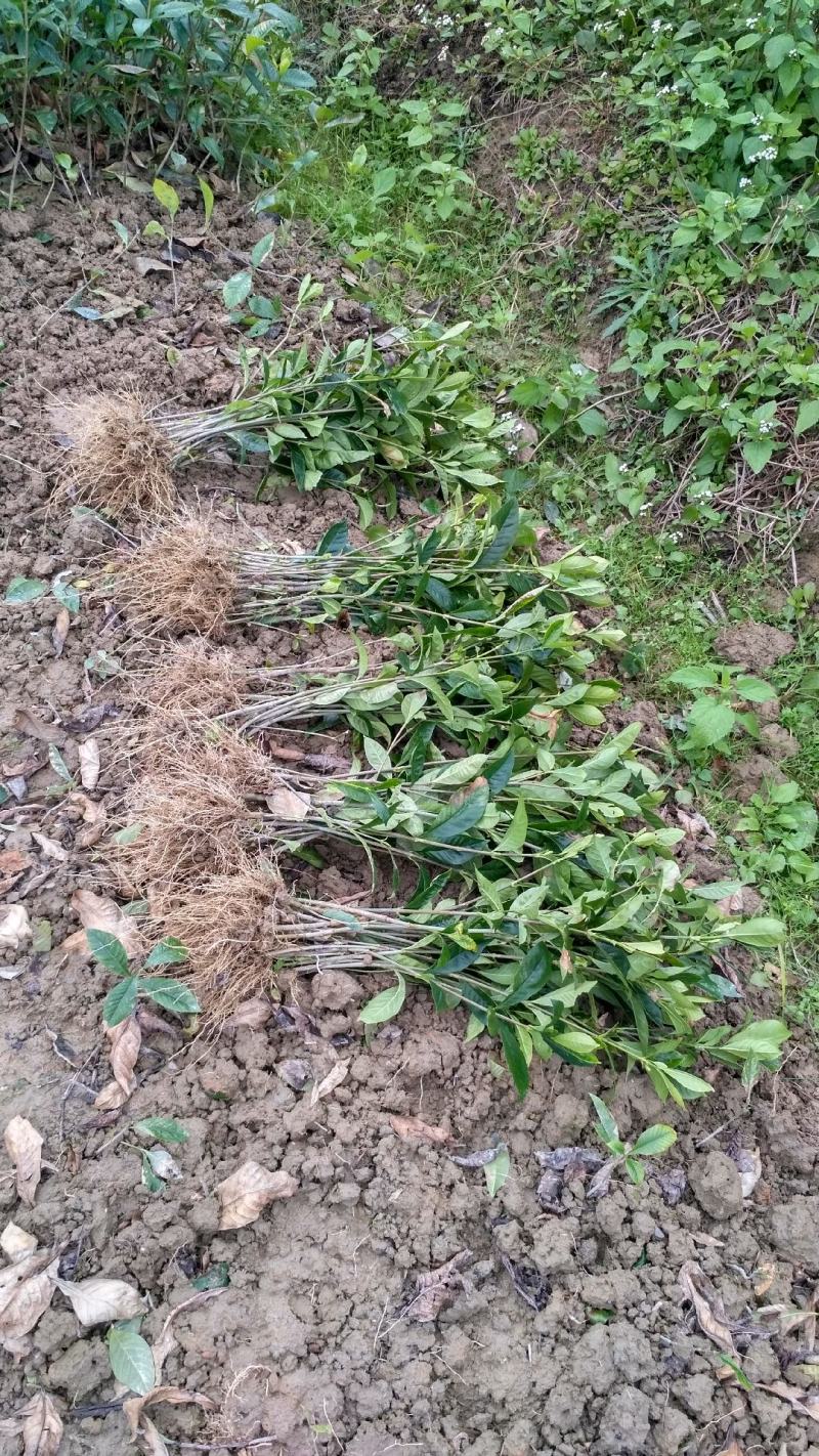 栀子花栀子花苗大叶栀子花苗小叶栀子花苗批发价【包邮】