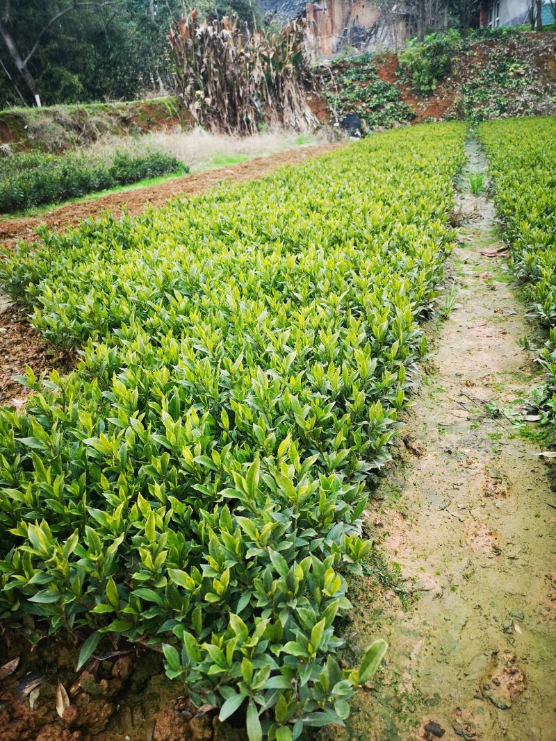 栀子花栀子花苗大叶栀子花苗小叶栀子花苗批发价【包邮】