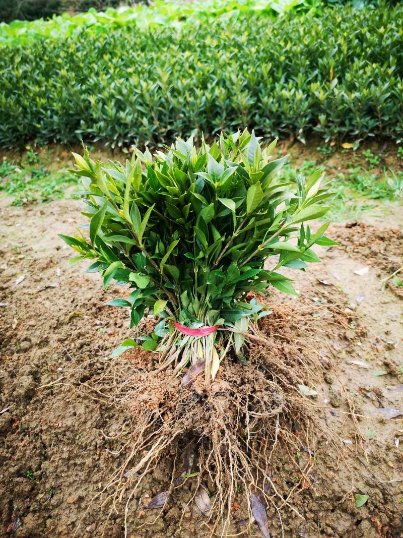 栀子花栀子花苗大叶栀子花苗小叶栀子花苗批发价【包邮】