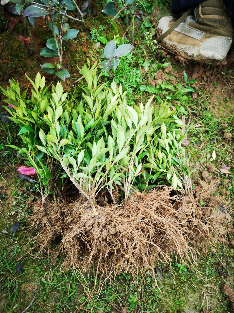 栀子花栀子花苗大叶栀子花苗小叶栀子花苗批发价【包邮】