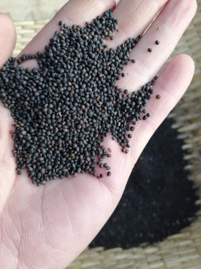 小籽鼠尾草种子