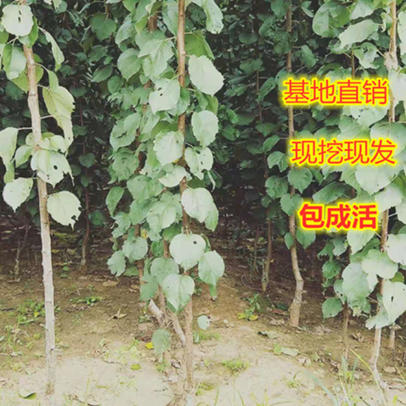 嫁接杏树苗金太阳新品种特大巨蜜王杏子当年结果盆地载南北方