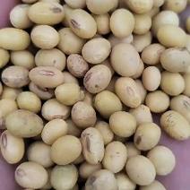 安徽省亳州地区大豆，比重精选，蛋白高，价格