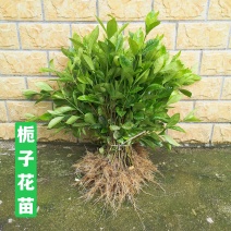 栀子花栀子花苗大叶栀子花苗小叶栀子花苗批发价【包邮】