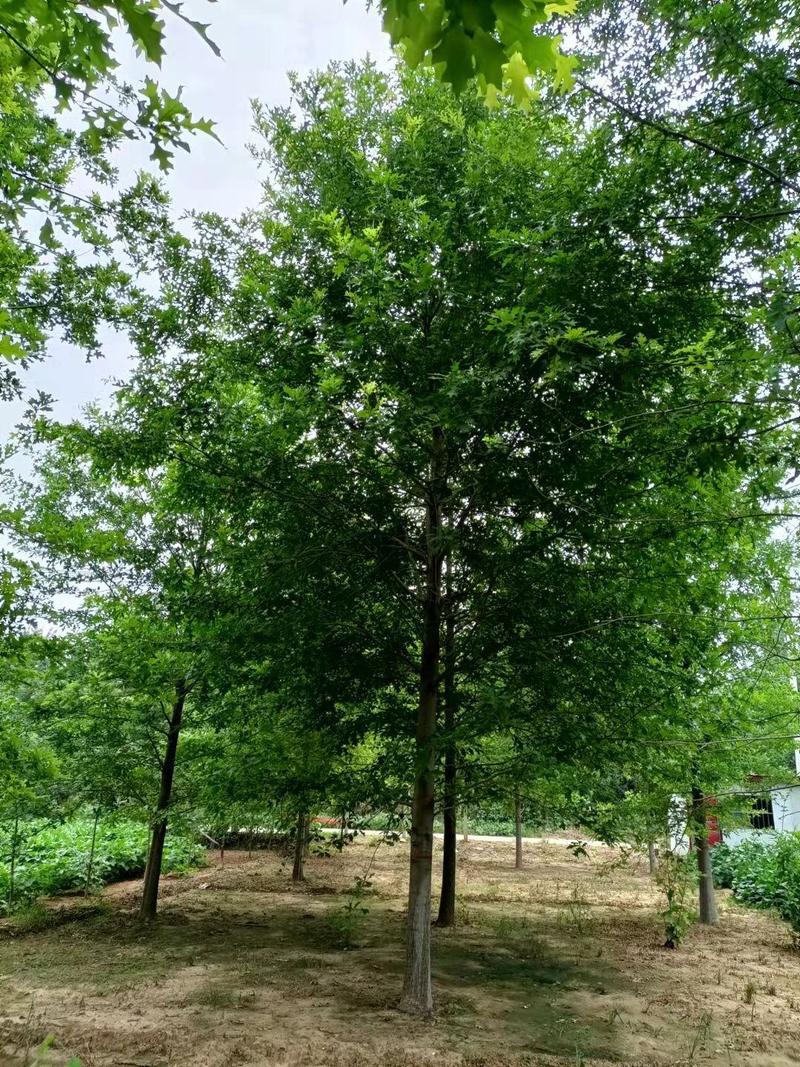 娜塔栎娜塔莉橡树14公分15公分18公分20公分25公分