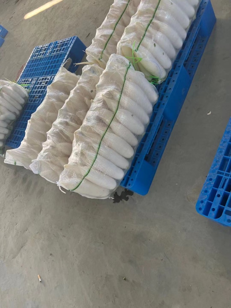 四川精品白萝卜大量供应产地直发一手货品品质保证