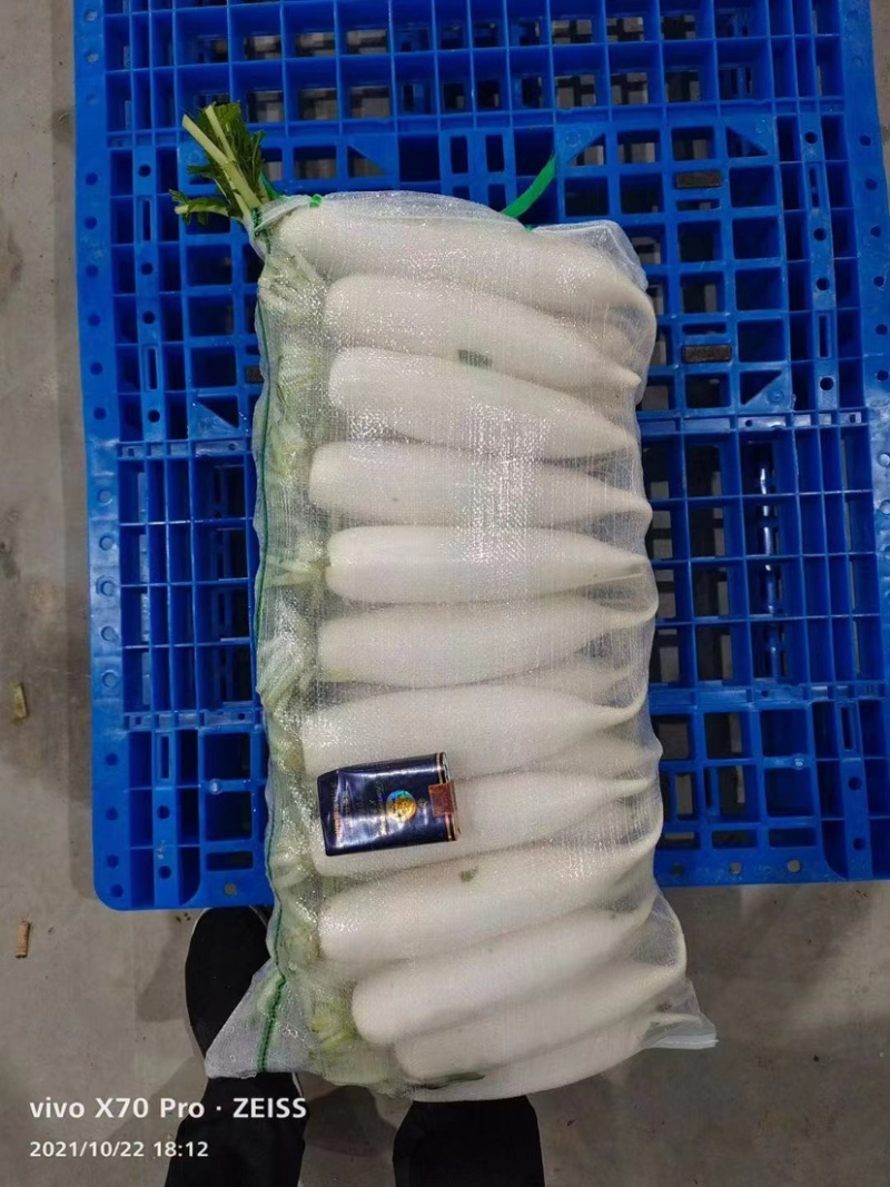 四川精品白萝卜大量供应产地直发一手货品品质保证