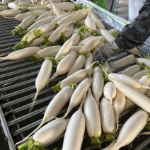四川精品白萝卜大量供应产地直发一手货品品质保证