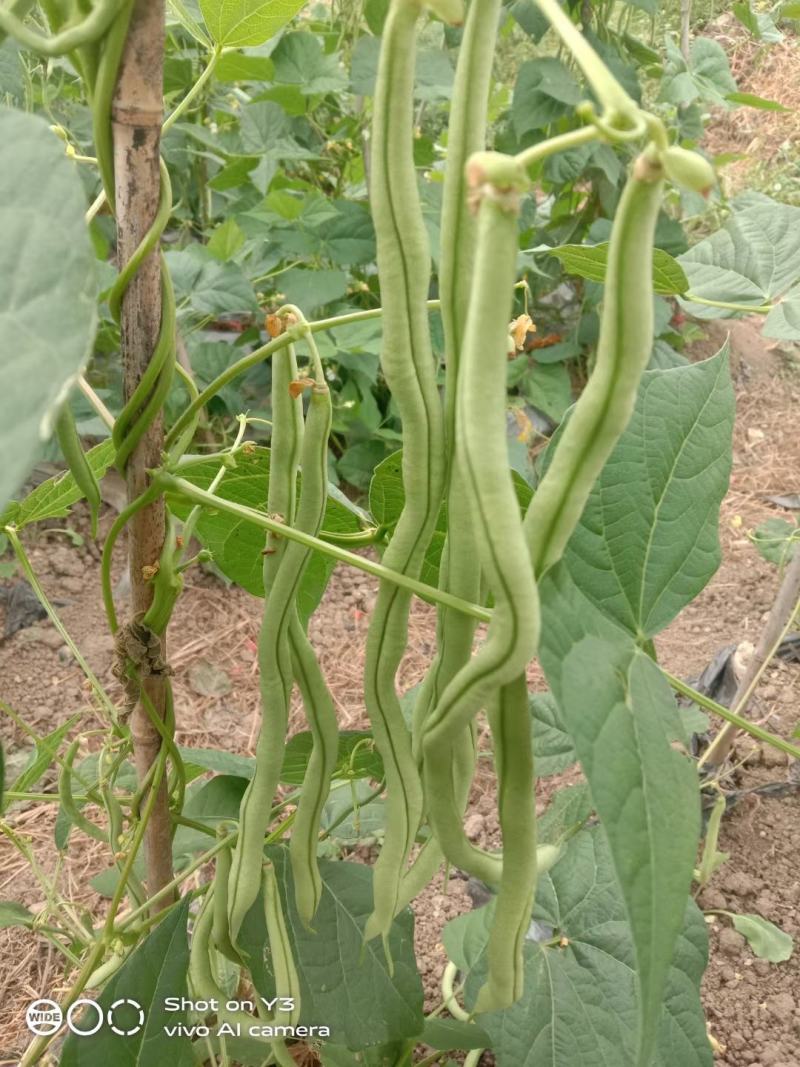 无筋豆基地一手货源大量优超市电商市场.全国发货