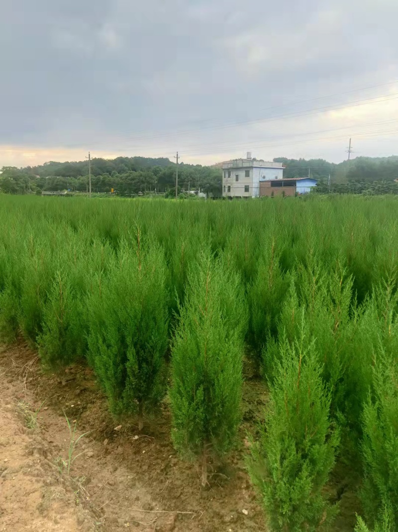 塔柏苗
