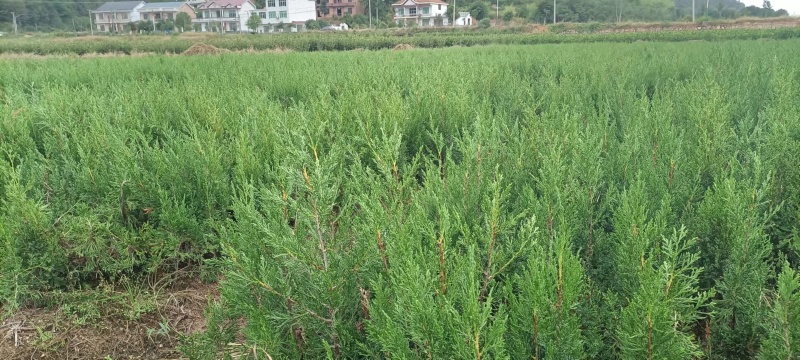 塔柏苗