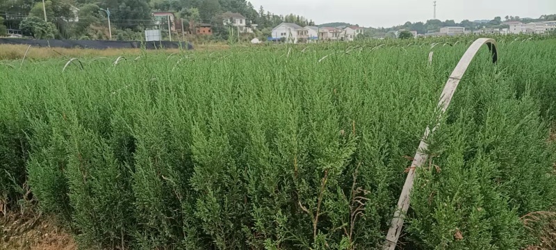 塔柏苗