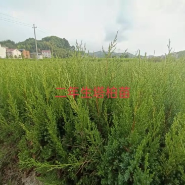 塔柏苗