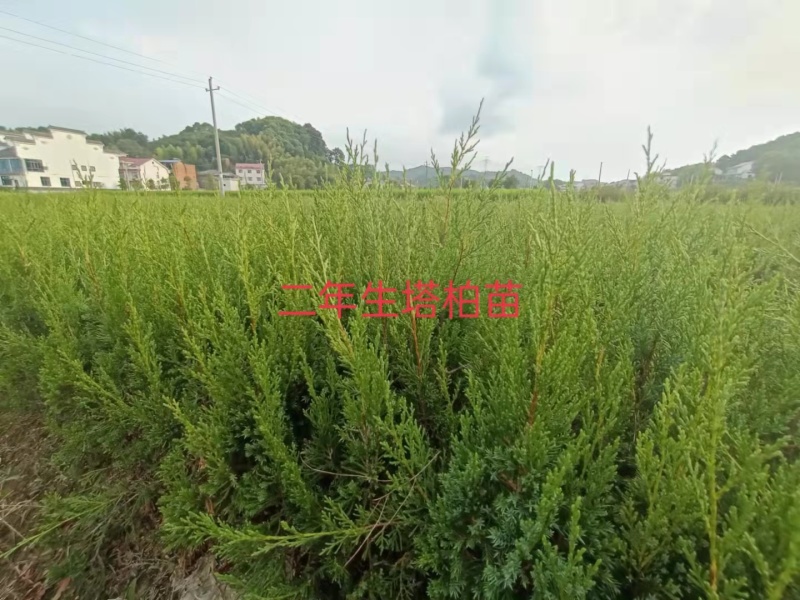 塔柏苗