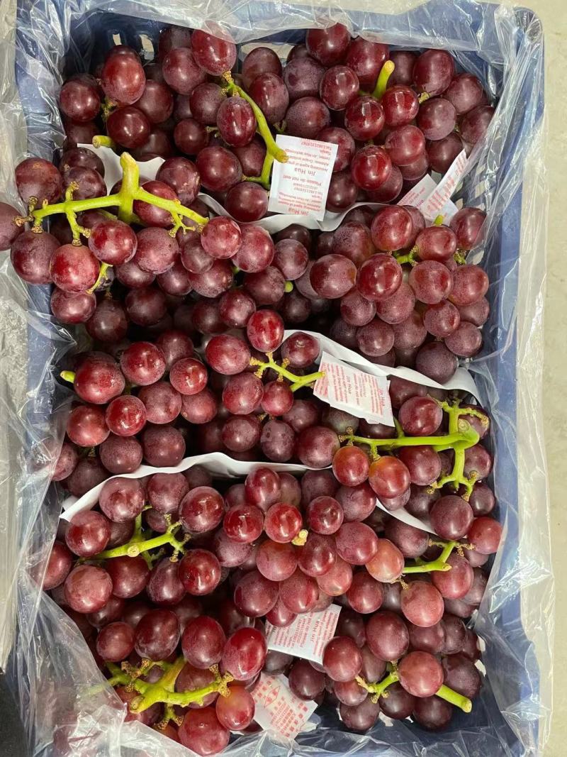 携手助农，纯绿色产品，乐亭冷库飓风葡萄