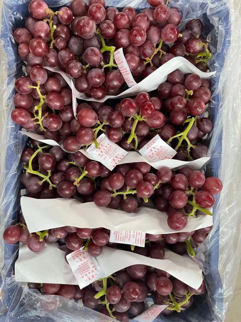 携手助农，纯绿色产品，乐亭冷库飓风葡萄