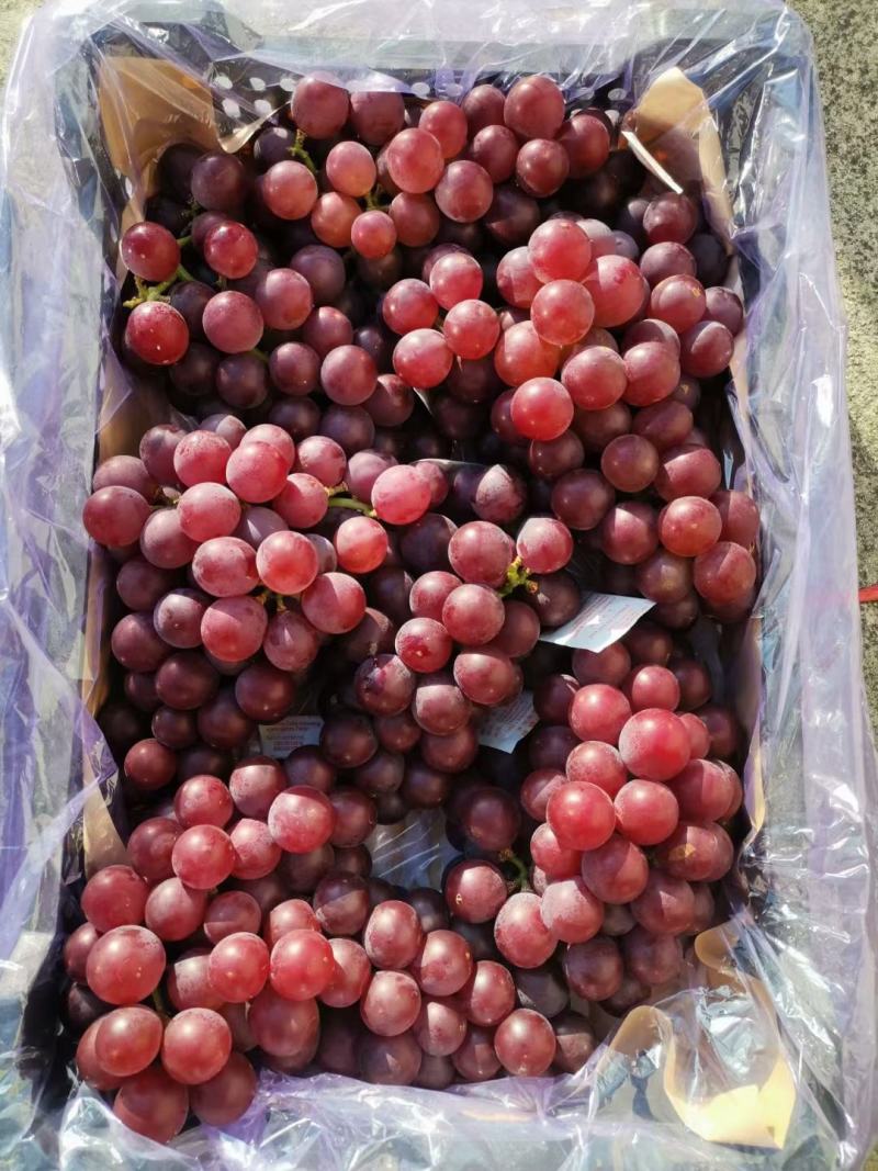 携手助农，纯绿色产品，乐亭冷库飓风葡萄
